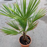 TRACHYCARPUS DE 3 ANS