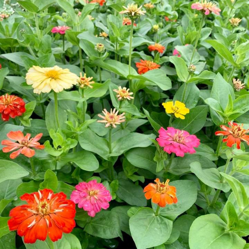 ZINNIAS