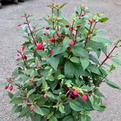 FUSCHIAS EN POT