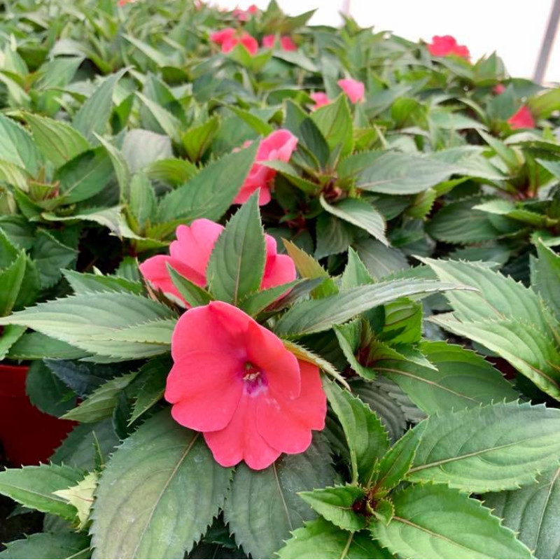 IMPATIENS DE GUINEE