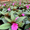 IMPATIENS DE GUINEE