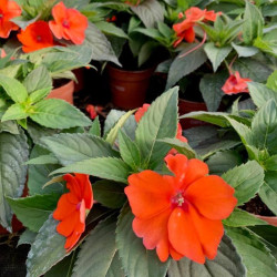 IMPATIENS DE GUINEE