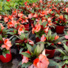 IMPATIENS DE GUINEE