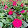 IMPATIENS DE GUINEE