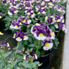 NEMESIAS