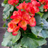 BEGONIAS