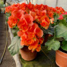 BEGONIAS