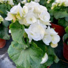 BEGONIAS