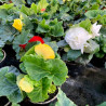 BEGONIA BULBEUX