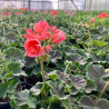 GERANIUM DROIT