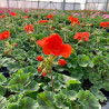 GERANIUM DROIT