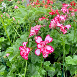 GERANIUM LIERRE DOUBLE