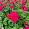 GERANIUM LIERRE DOUBLE