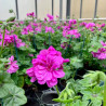 GERANIUM LIERRE DOUBLE