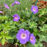 GERANIUM ROXANE (VIVACE)