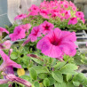 PETUNIAS