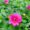 DAHLIAS NAIN