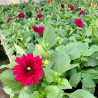 DAHLIAS NAIN