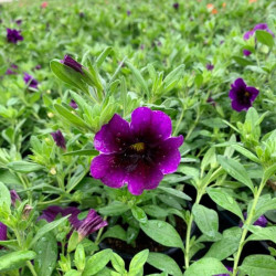 CALIBRACHOA