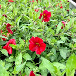 CALIBRACHOA