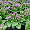 AGERATUM